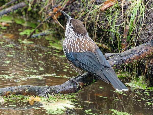 Northern nutcracker (Nucifraga caryocatactes)